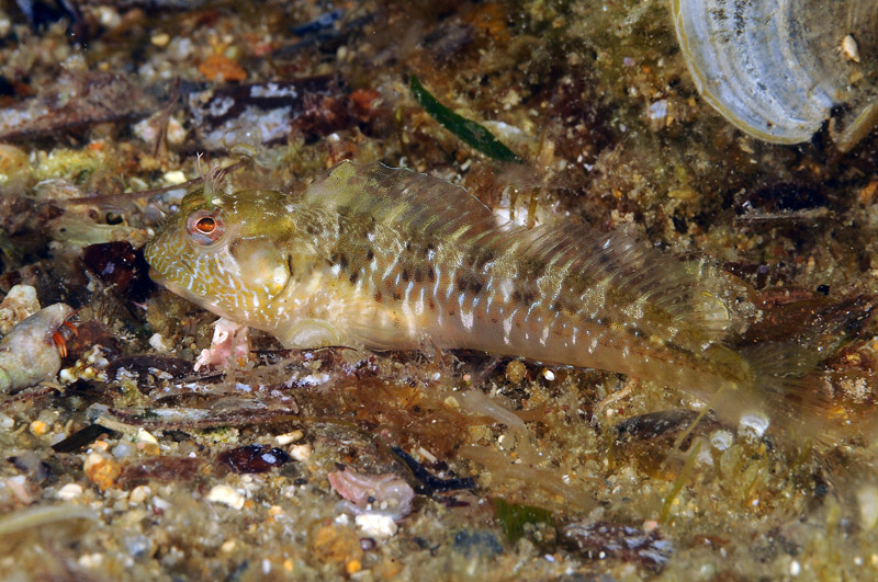 Juvenile Parablennius sanguinolentus e P. incognitus